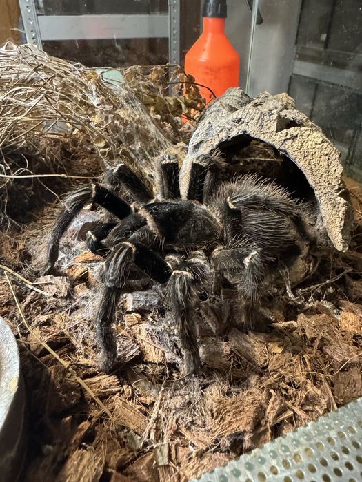 Lasiodora parahybana - Ptasznik olbrzymi L1/2