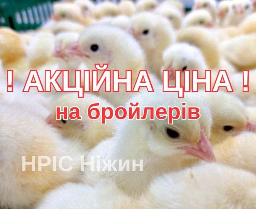 Акційна ціна на бройлерів!!! Оптом щотижня