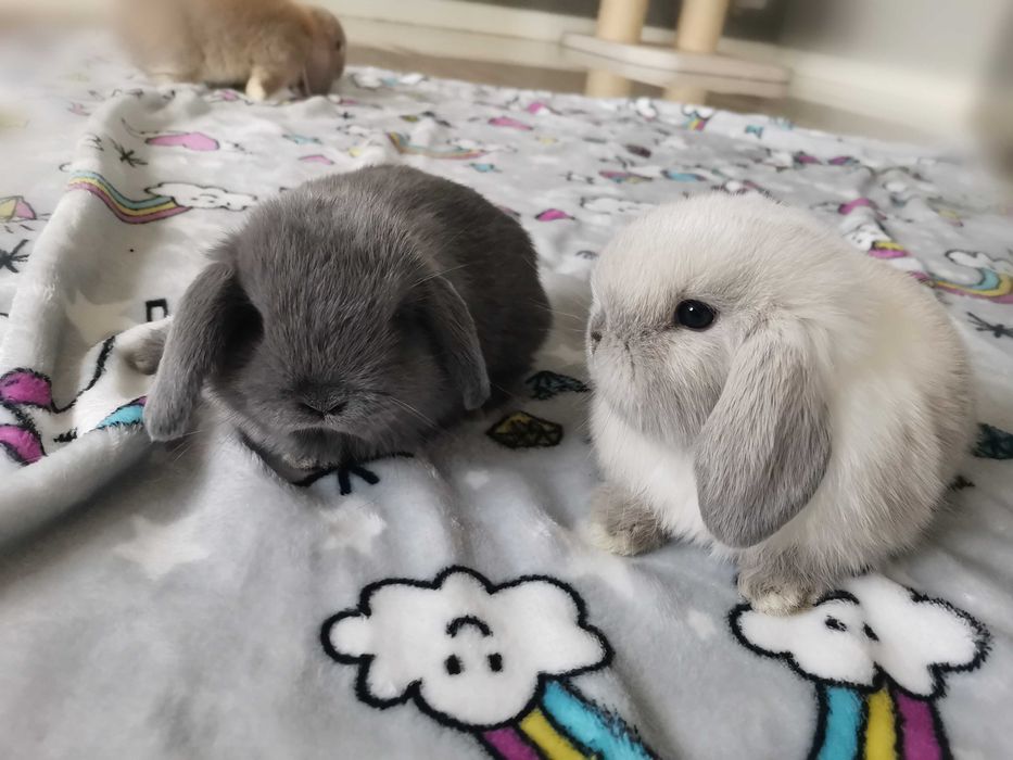 Królik króliczek mini lop hodowla zarejestrowana