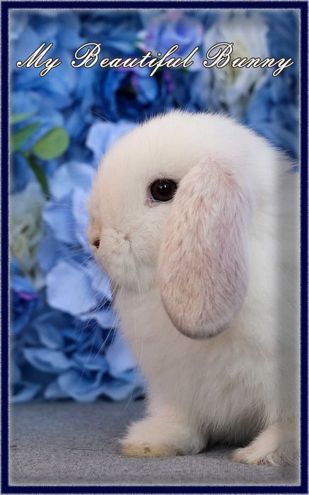 Piękny Królik Mini Lop - Rhon