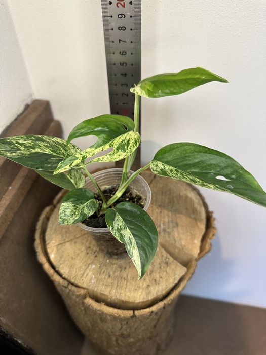 Епіпремнум Epipremnum White Marble