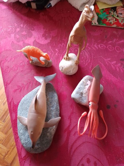 Animais giros e Búzios-9E- Animais a Divertirem-se-Placa A -5E Desde2E