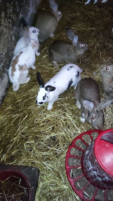 Vendo Coelhos Caseiros