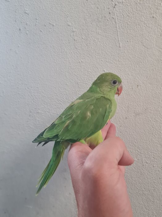 Ring neck verde bebe