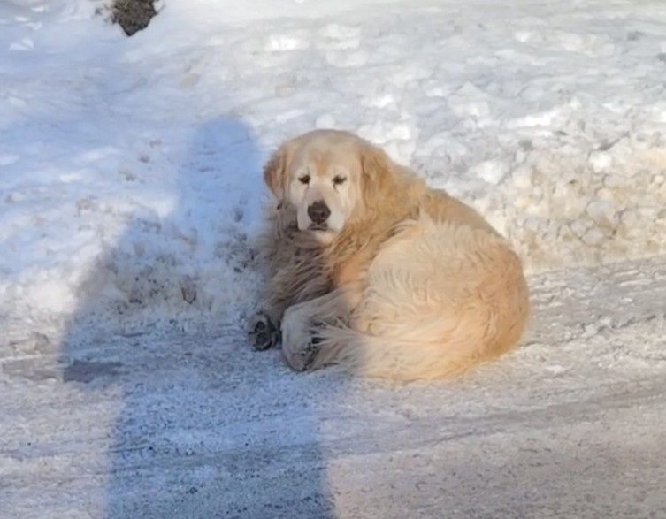Pies w typie goldena. Czy ktoś szuka?