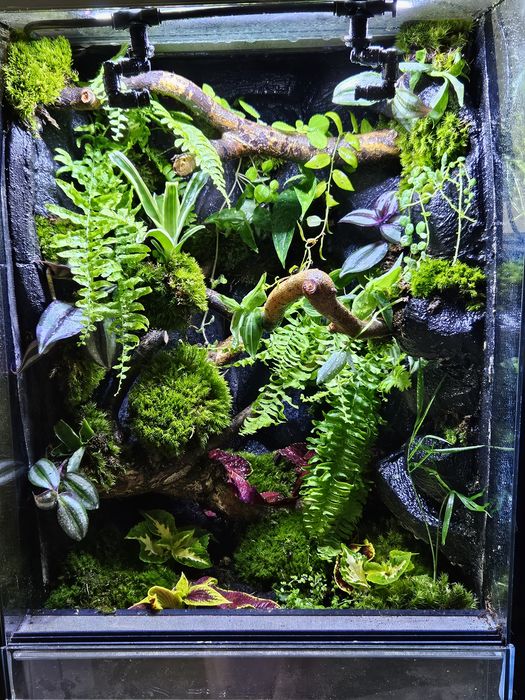 Terrarium tropikalne 40x40x60