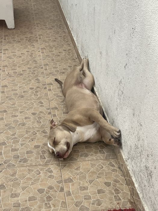 American bully pocket femea para adocao responsavel