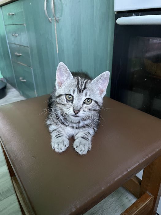 Котик шукає родину