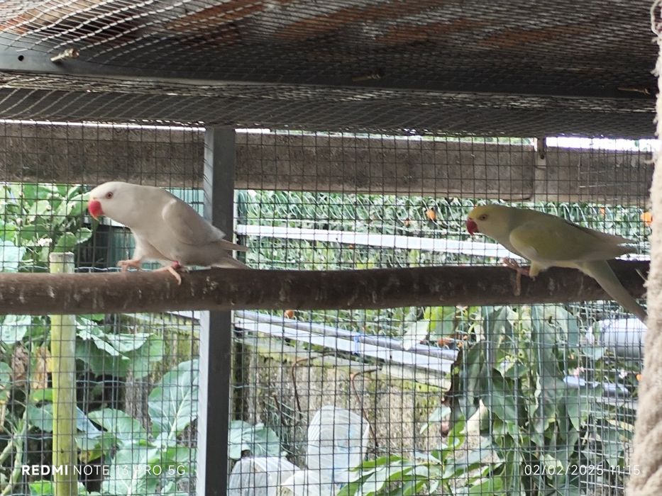 4 ringnecks para cedência três fêmeas e 1 macho.