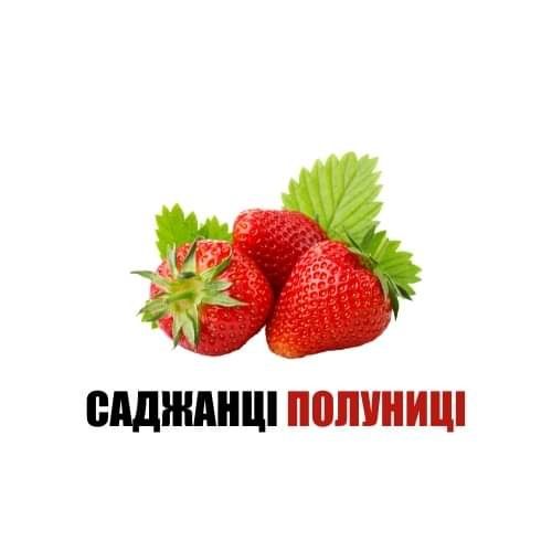 Саджанцi полуниця,, Ольвiя "