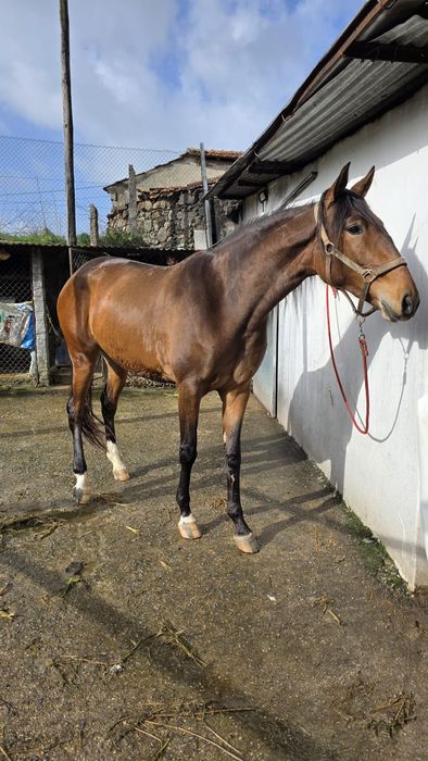 Poldra 3 anos cruzada