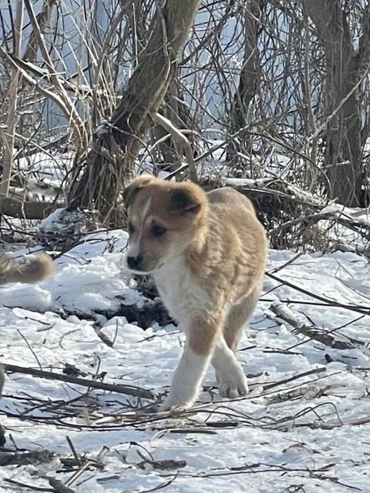 Тнрміново потрібні родини цуценятам!