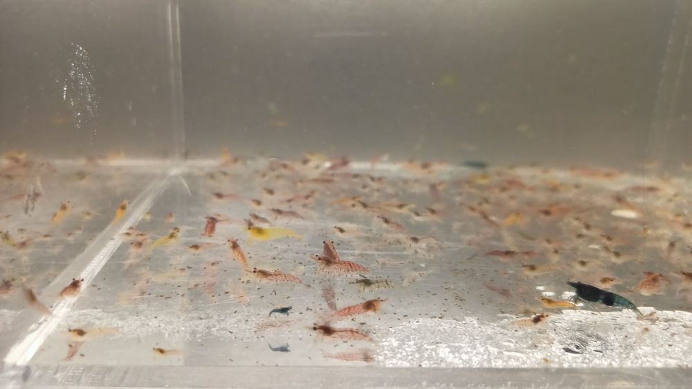 Lindos camarões Neocaridinas promoção