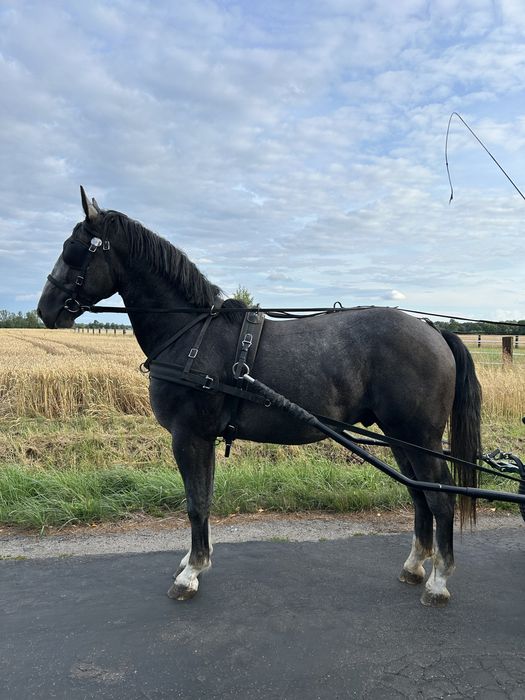 Ogier śląski 2.5 roku