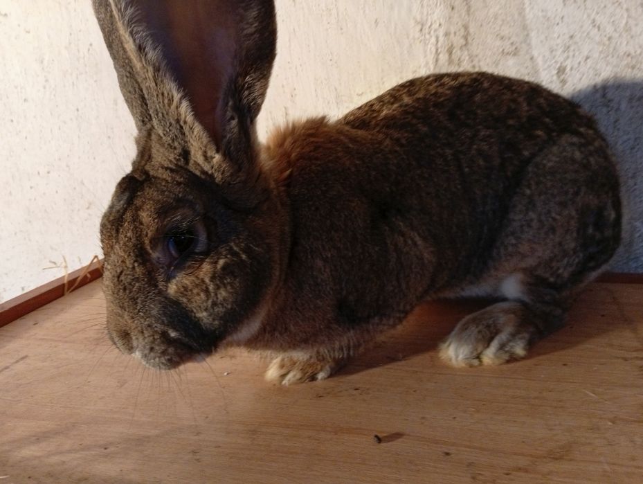 Sprzedam samca Belga