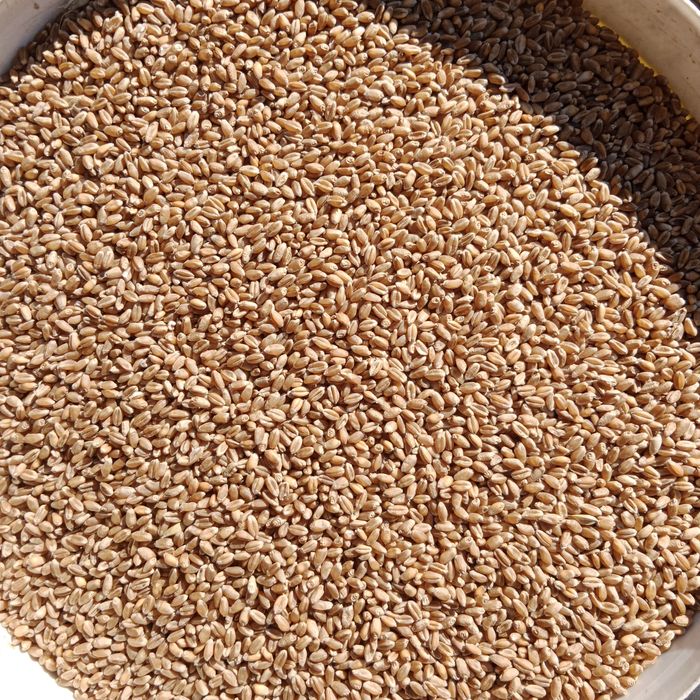 Pszenica jara sprzedam