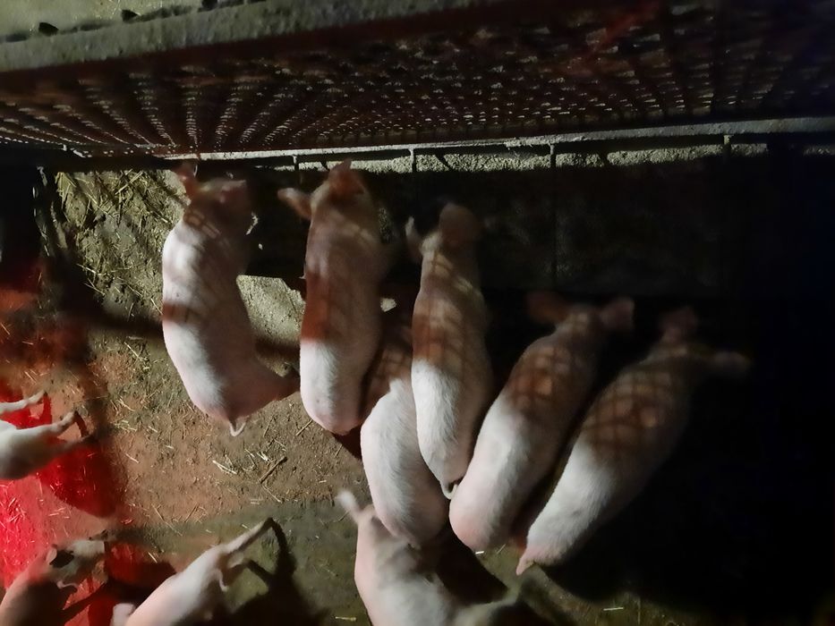 Маленькі свиночки , кабанчики