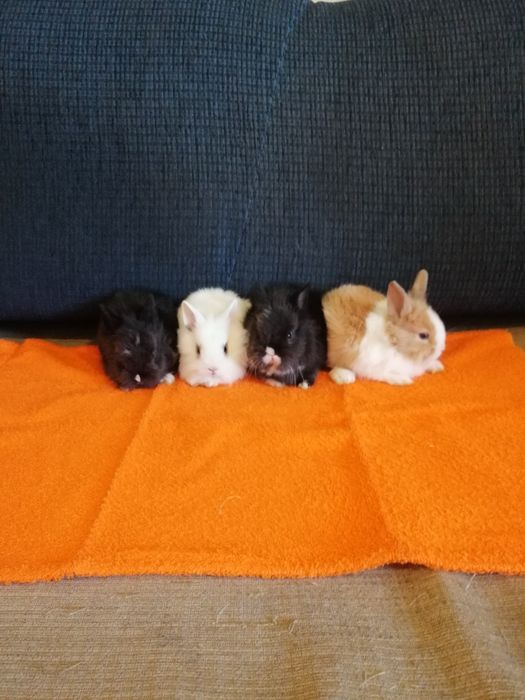 Króliczek Mini Lop, karzełek Teddy, Lewek