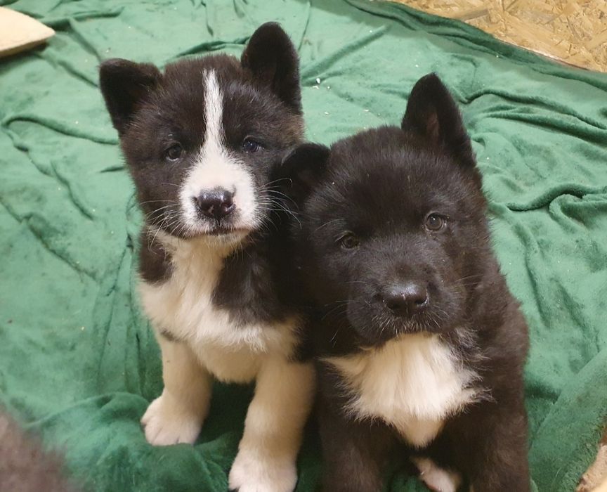 Akita Amerykańska Okazja