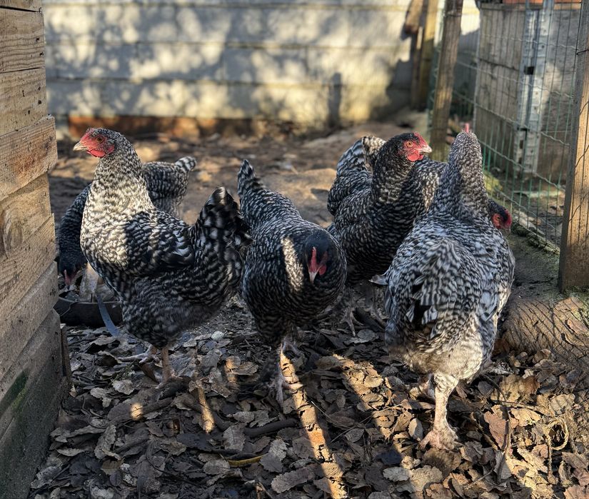 Tenho ovos galados e pintos de raça