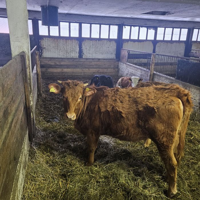 Sprzedam jalowki miesne