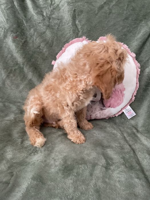 Cavapoo chłopiec pudel cavalier