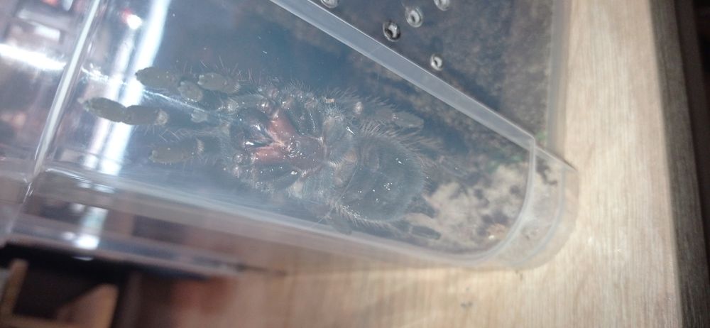 Sprzedam dwa ptaszniki