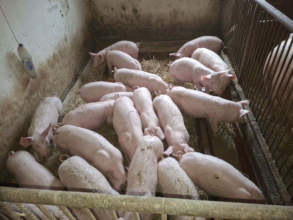 Sprzedam prosieta