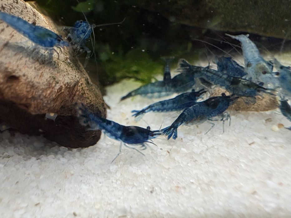 Krewetki Blue  Velvet
