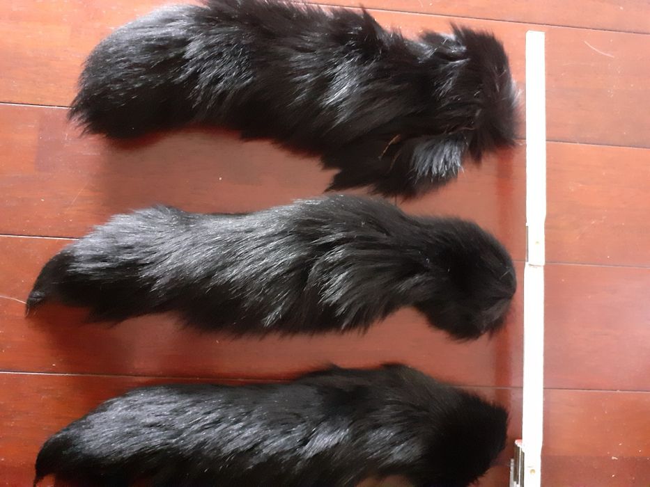 Lisia kita kołnierz brylok ozdoba zestaw