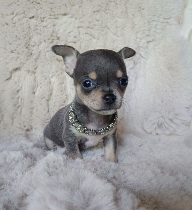 Chihuahua piesek