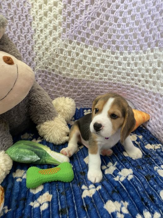 Цуценята бігля з документами КСУ