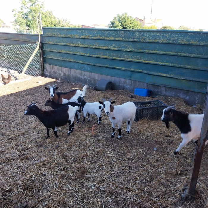 Vendo Cabras anas