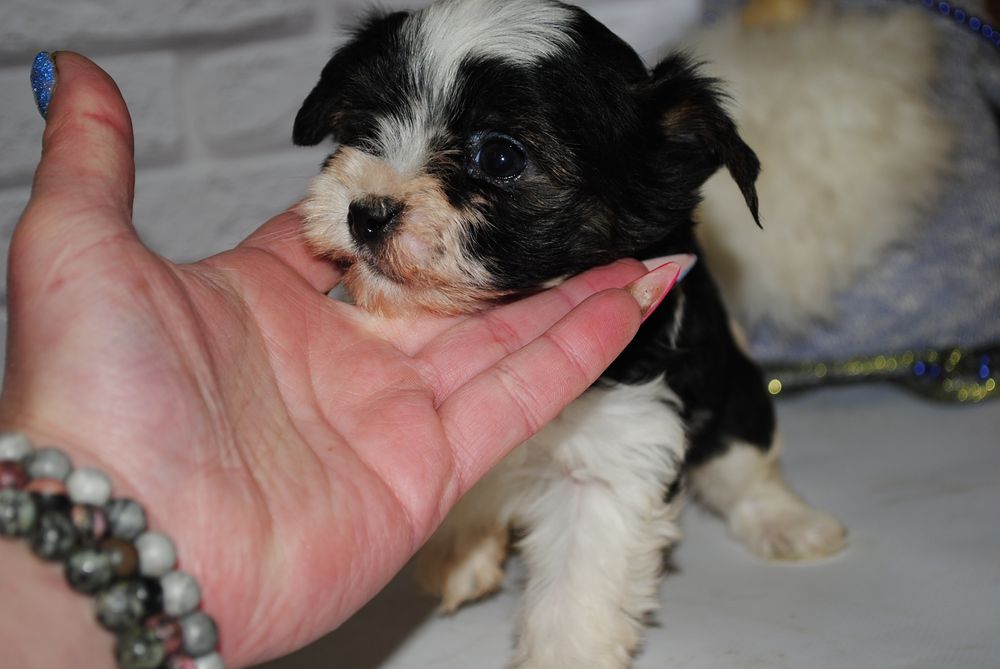 Чорно/біл міні хлопчик шукає люблячу родину