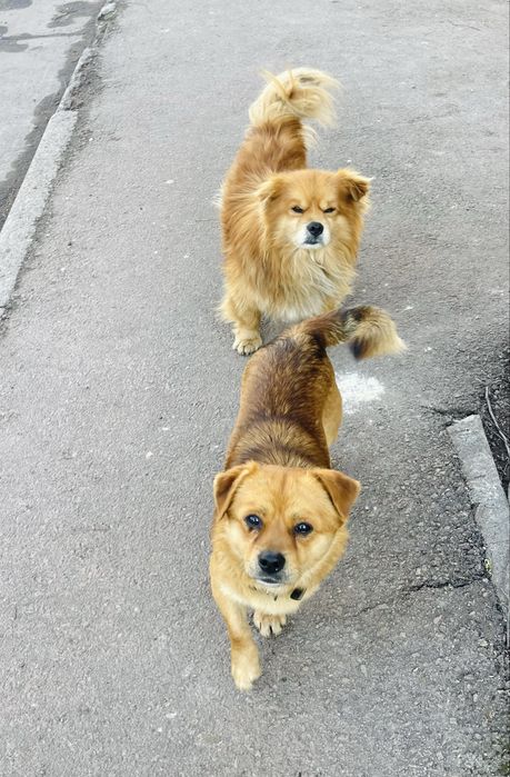 Два песики 1,5 -2 роки