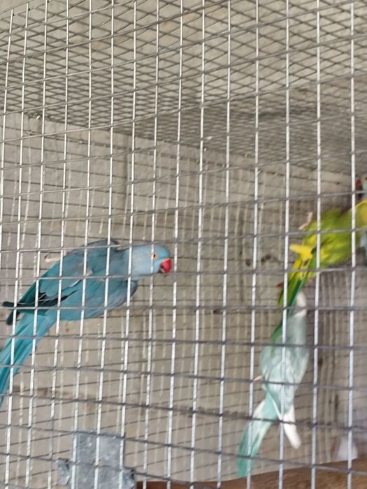 Ring necks para cedência