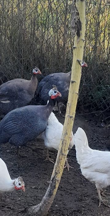 Perlice  2024 sprzedam