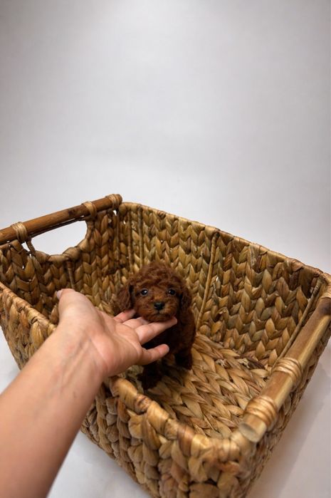 Toy pudel Teacup