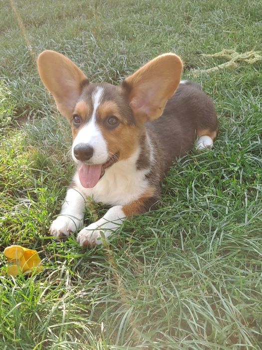**DEBBIE* sunia Welsh Corgi Cardigan rodzice FCI gotowa do odbioru