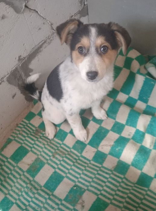 Щенки в добрые руки