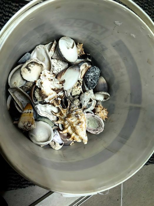 Muszle muszelki kamienie do akwarium - ponad 1 kg