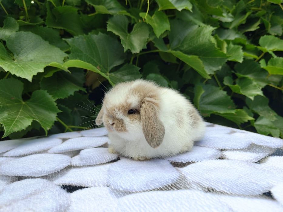 Króliczki Mini Lop. Wolne maluszki.