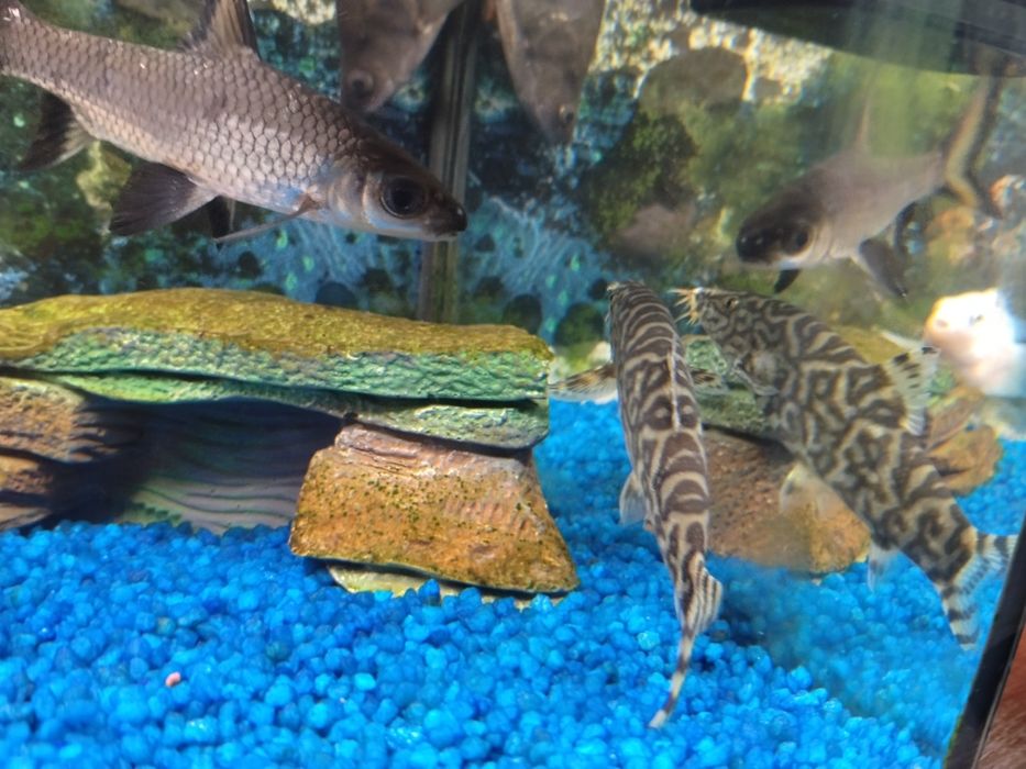 Vendo ou troco vários peixes