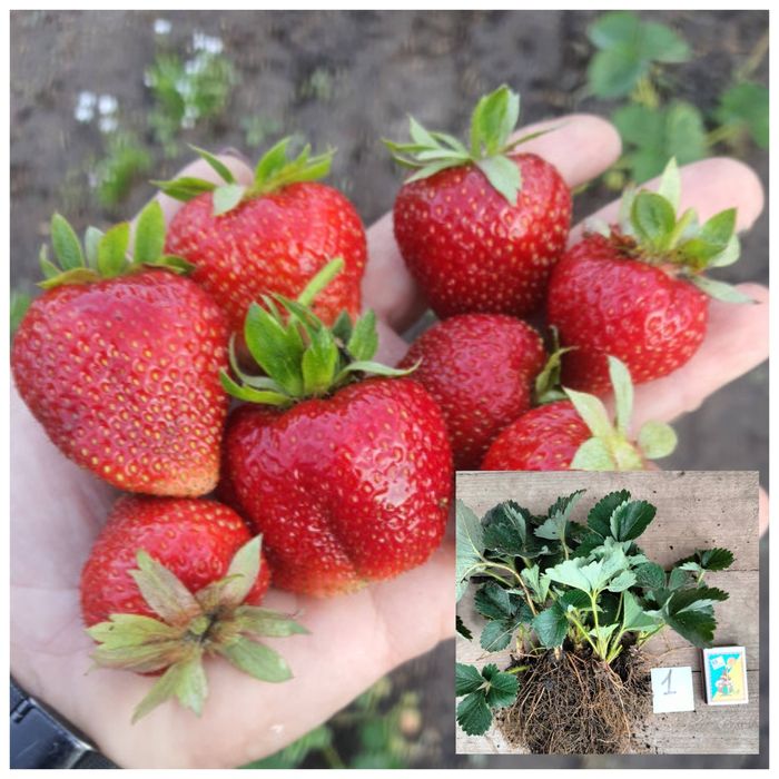 Полуниця Мармелада саджанці