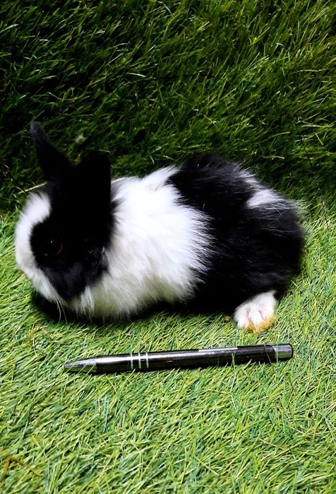 Coelhos anões várias raças