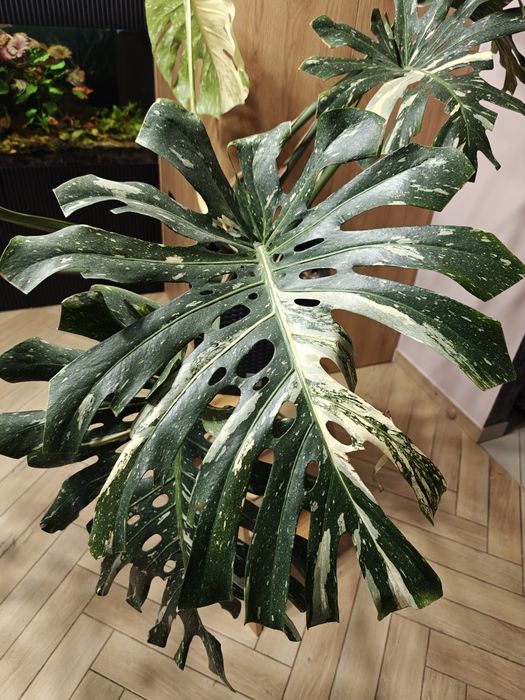 Monstera deliciosa Thai Constellation XXL big form, roślina