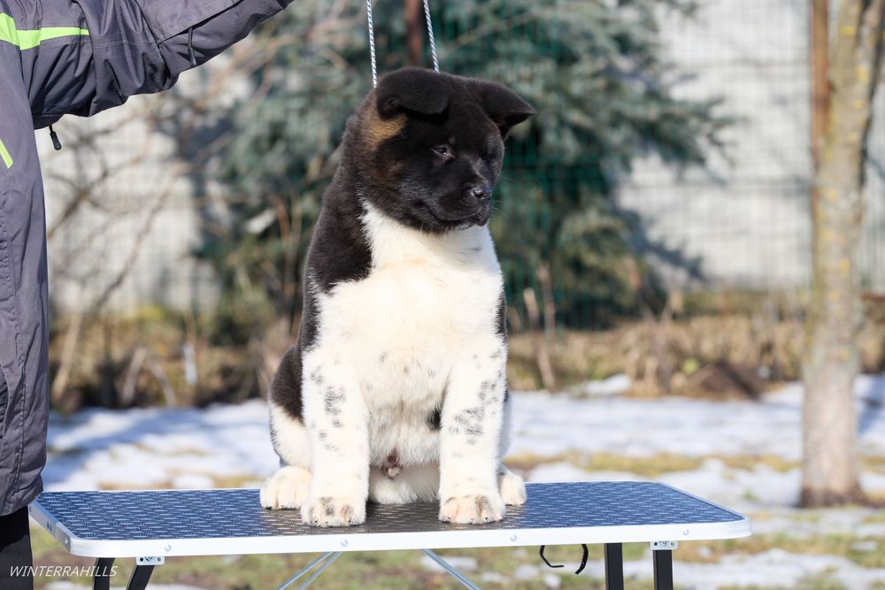 Американська Акіта ~ Американская Акита