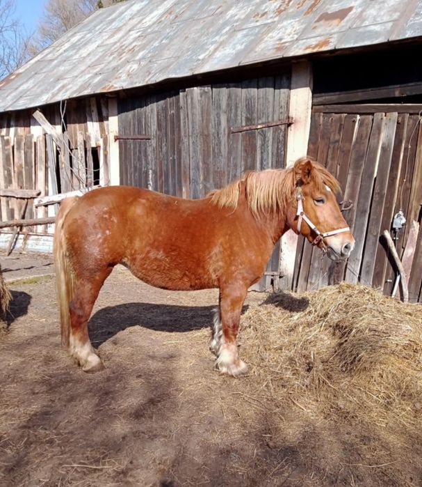 Sprzedam kobyłę kasztanka