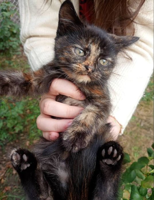 Віддам в добрі ручки котеняток.