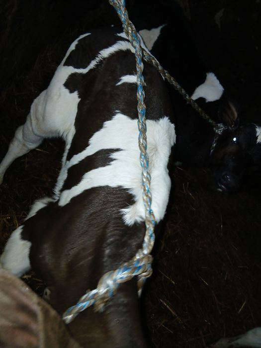 Jałoweczki od rolnika